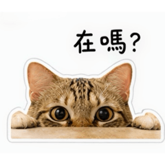 奶萌貓咪日常①