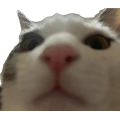 soacat_20260429185345