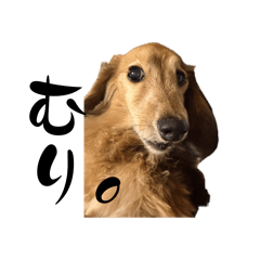 wankochandayo