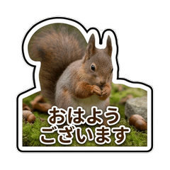 Polite Communication from Real Squirrel
