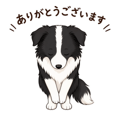 Sweet Border Collie