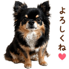 Tiny Sitting Chihuahua