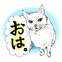 Fast Cat Chats: Quick Snappy Replies