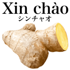 Flesh Ginger 20