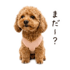 momomi_20260429162549