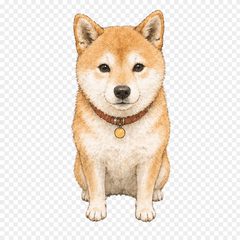 Lovely Shiba Girl Days