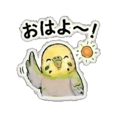 Budgerigar Daily -Chat Stickers