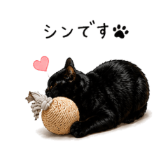 Shin the Black Cat - Daily Stickers