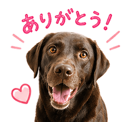 Cute Chocolate Lab Stickers
