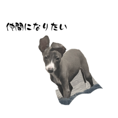 Rinrinpa_20260429165933
