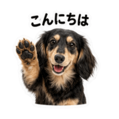 Dachshund Long Black and Cream