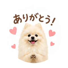 可愛博美犬｜家人日常貼圖