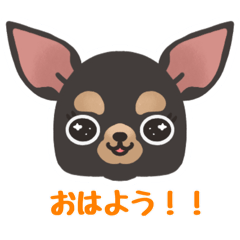 Chihuahua Black girl