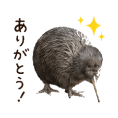 kiwi japan