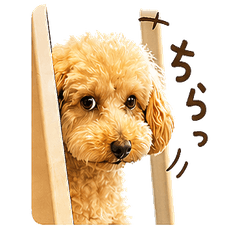 NICO the Toy Poodle Pop Stickers