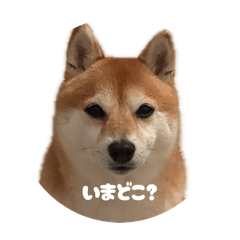 kainushi _0502