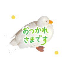 kana_20260429225752
