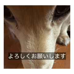 Inu_20260429225534