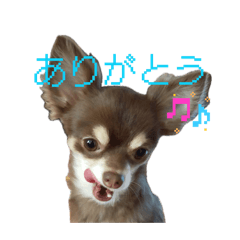 fuwa2inuneko_20260429225333