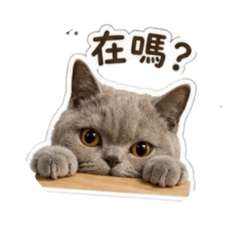 錢寶小公主