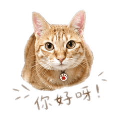 維尼 1