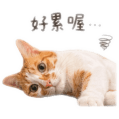 滋滋4.0