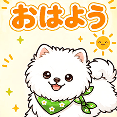 POPUP Pomeranian white