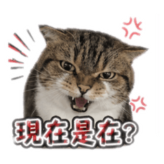 陳碗粿