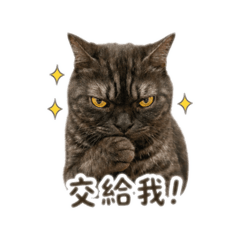 塔胖椒哥歐欸