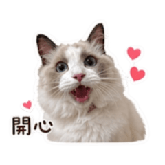 脾氣差ももmomo