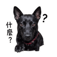 黑狗說話了