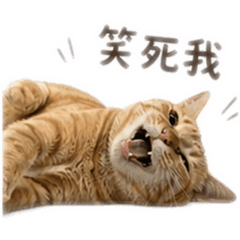 拾陸16
