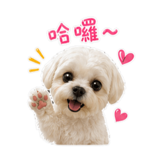 我的可愛逼路小狗