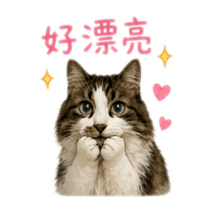 Hana the Suspicious Cat