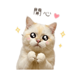 tingting cute kitten_20260428215423