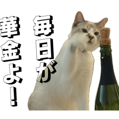 Confident Kitten for Daily Use