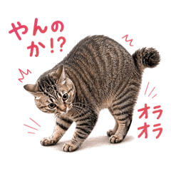omame_cat