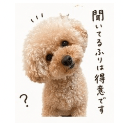 Toy Poodle Stickers - Yuko Room