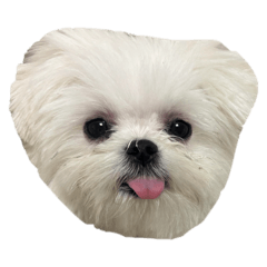 Collon chan_20260429184629