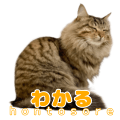 Cats' True Voices:  Tabby & Raccoon Cat