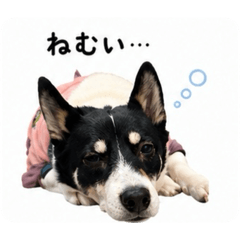 oja_20260429191115