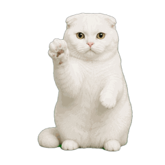 Scottish Fold Shiro Daily Stickers