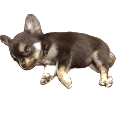 2 chihuahua Tetsuko
