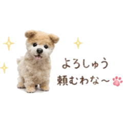 Kansai-ben Pomeranian Pon-chan