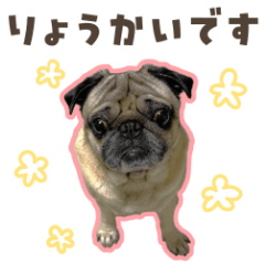 kohakukun5