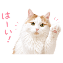 CATBIG1