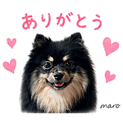 Black & Tan Pom Maro: Daily Stickers