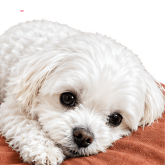 Princess Dog Lilia Daily Stickers