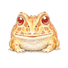Horned frog3