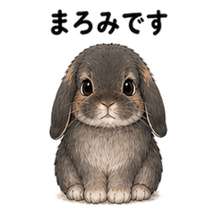 Bunny Everyday 04